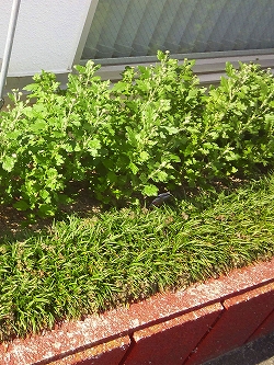 クッションマムの栽培方法 菊の育種 種苗販売 イノチオ精興園